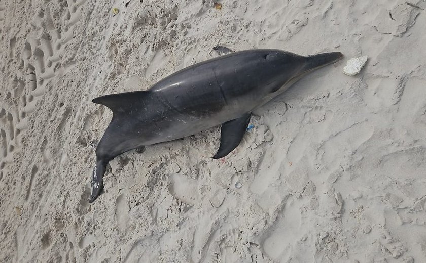 Golfinho da espécie Boto-cinza é encontrado morto na Praia da Avenida