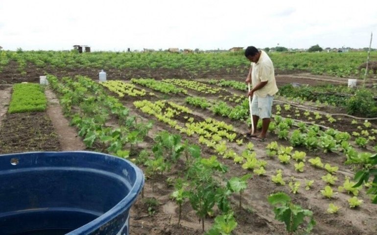 Alagoas deve ter o maior crescimento do PIB do agronegócio no Nordeste