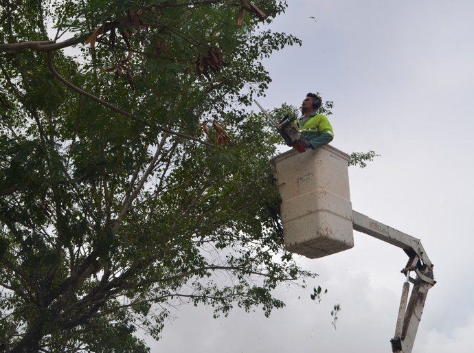 Sempma realiza poda em árvores no Murilopólis