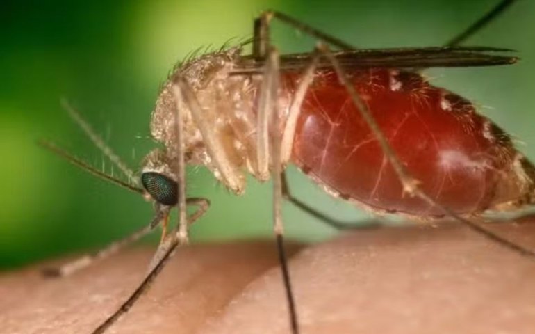 Brasil registra 10 mil casos e quatro mortes por oropouche em 2025