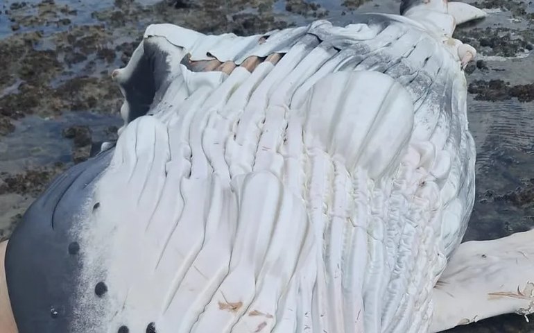 Filhote de baleia Jubarte de 5 metros é encontrado morto em Piaçabuçu