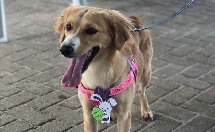 O maior abrigo de Maceió pode devolver às ruas 300 animais de estimação O maior abrigo de Maceió pode devolver às ruas 300 animais de estimação