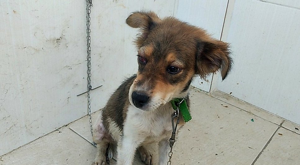 Cachorrinho maus tratos / Foto: Pelotão Ambiental