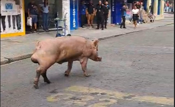 Porco andando pelas ruas do Centro de Maceió