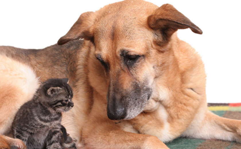 Feira de Adoção de animais acontecerá todos os dias na Rua Aberta