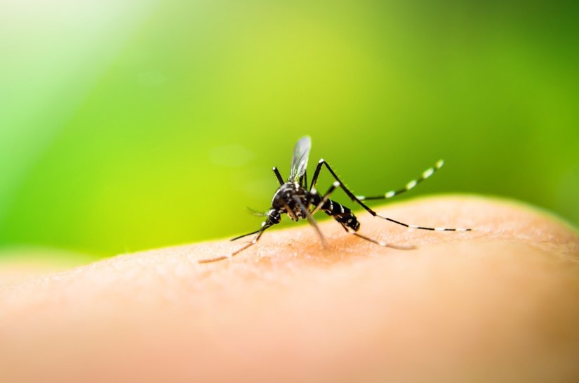 Saúde reforça importância do combate ao mosquito Aedes aegypti