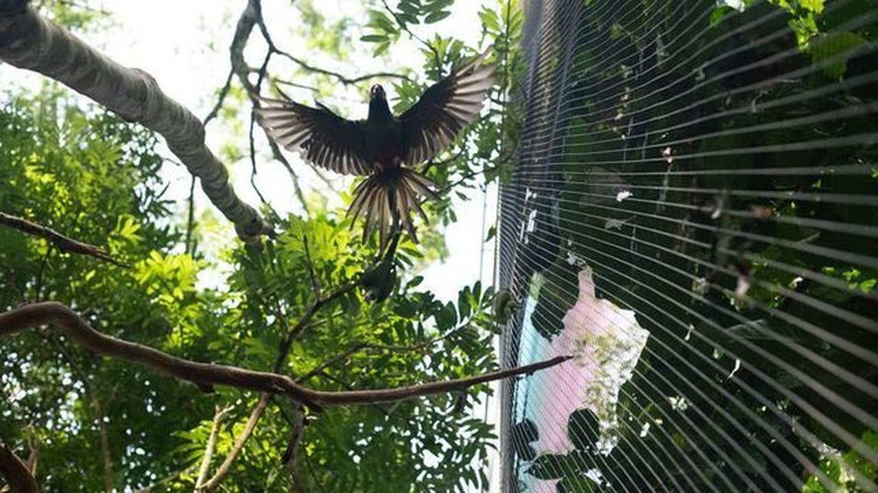 Paulistanos têm avistado novas espécies de pássaros na metrópole