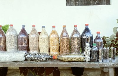 Aquisição de sementes crioulas vai estimular produção de lavouras na agricultura familiar em Alagoas