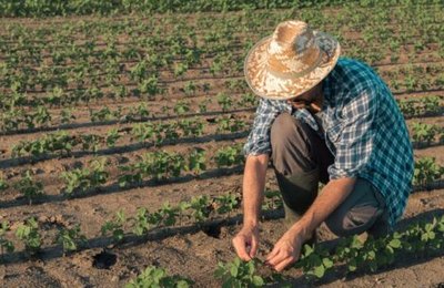 Em quatro meses, contratações do Plano Safra 2021/2022 chegam a R$ 124,5 bilhões