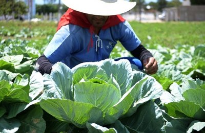 Reeducandos aperfeiçoam técnicas de cultivo na horta do sistema prisional