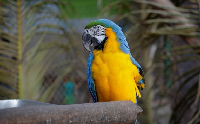 Em Alagoas, empreendimentos de fauna contribuem para a preservação das espécies