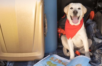 Confira 20 dicas de um especialista para garantir que seus pets tenham uma vida saudável e feliz