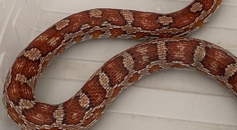 cobra do milho