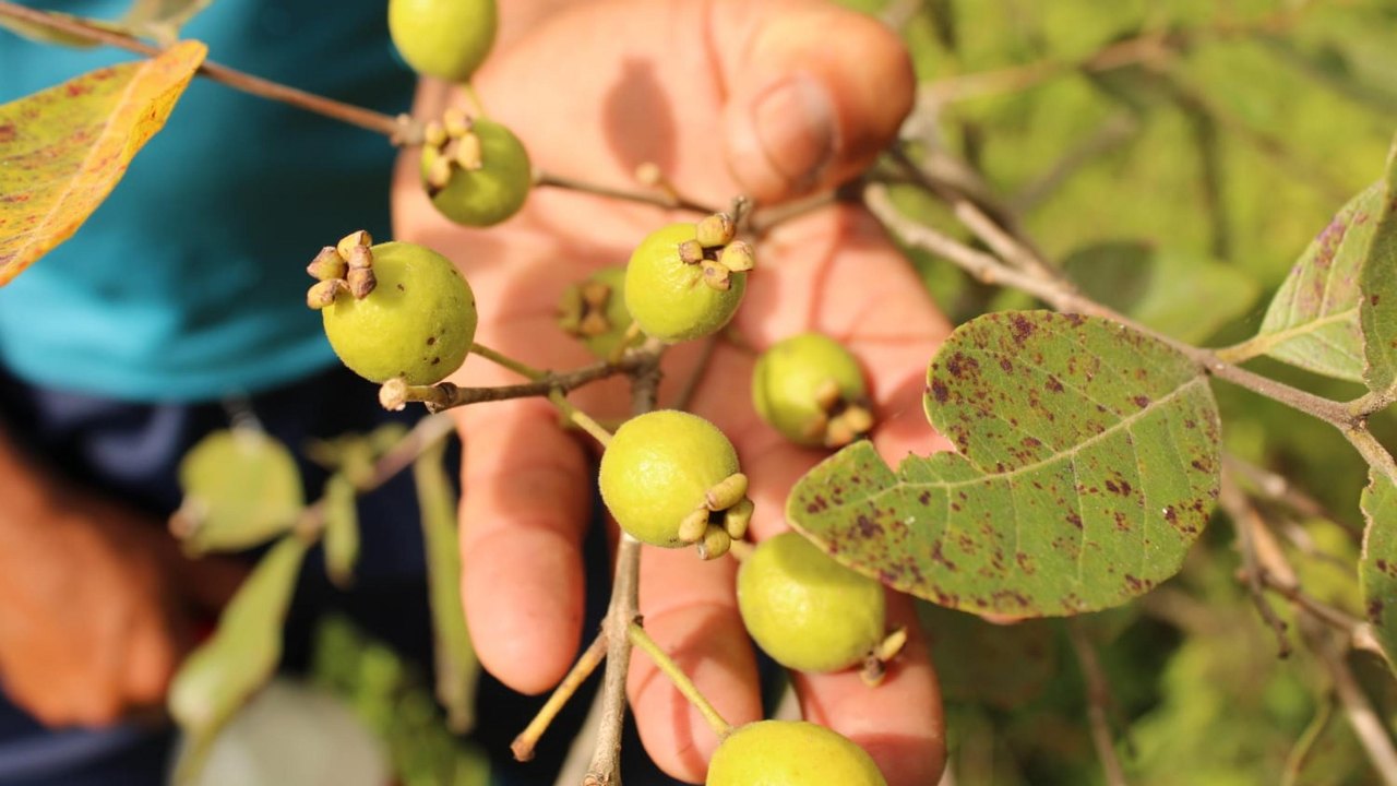 Pesquisa observa relação entre biodiversidade e expectativas de consumo alimentar