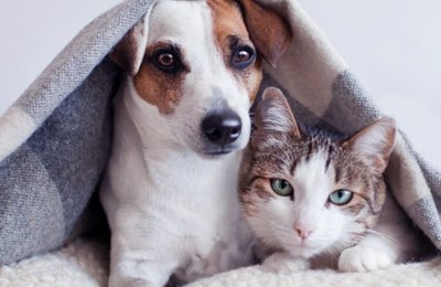 Gabinete da Causa Animal inicia campanha de arrecadação de agasalhos para pets