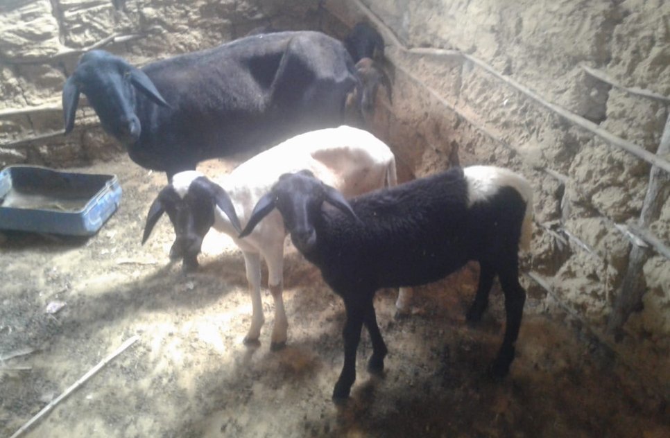ovelhas resgatadas