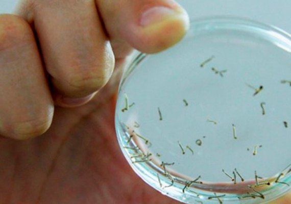 Bahia receberá R$ 1,6 milhão para enfrentar dengue, chikungunya e zika vírus