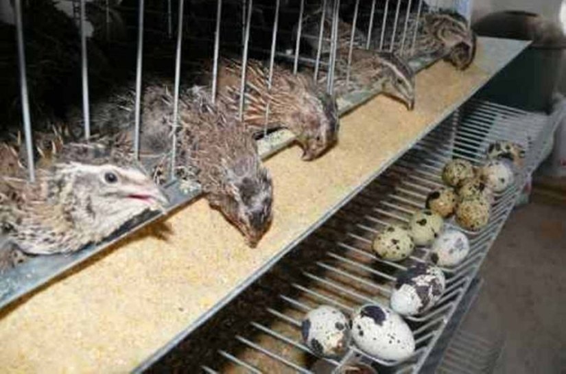 Criação de codornas movimenta economia em São Luiz do Quitunde