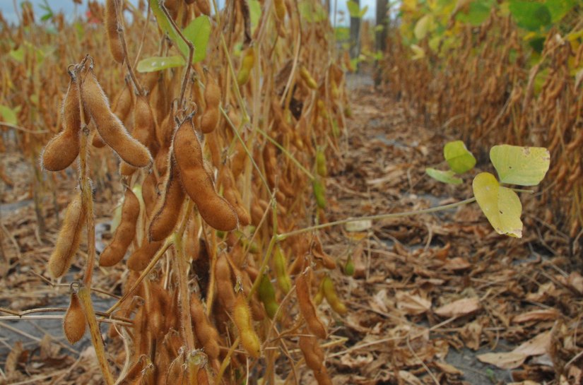 Estado aposta em maior produção de soja em Alagoas a partir de 2016