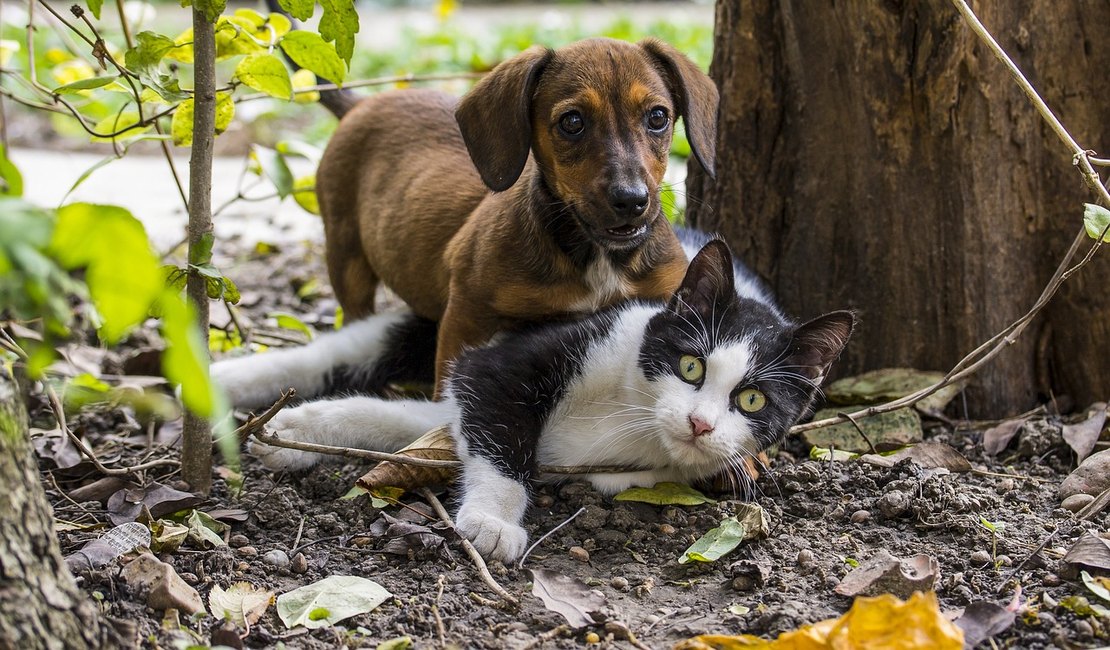 Castração de pets é medida preventiva contra doenças hormonais