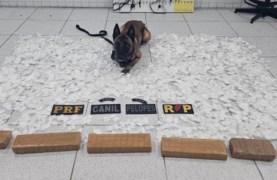 Operação intercepta carga de drogas avaliada em R$ 500 mil e prende traficante em Canapi