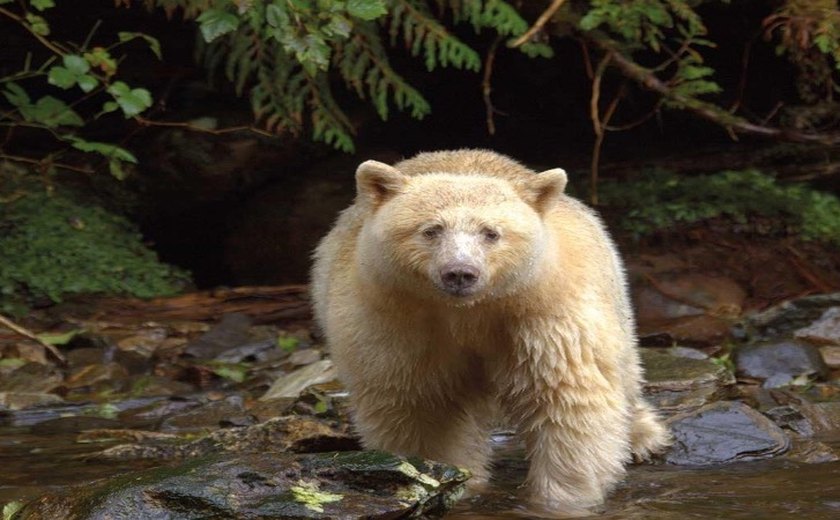 Raro urso-pardo branco morre após ser atropelado em rodovia canadense; filhotes tiveram mesmo fim horas antes