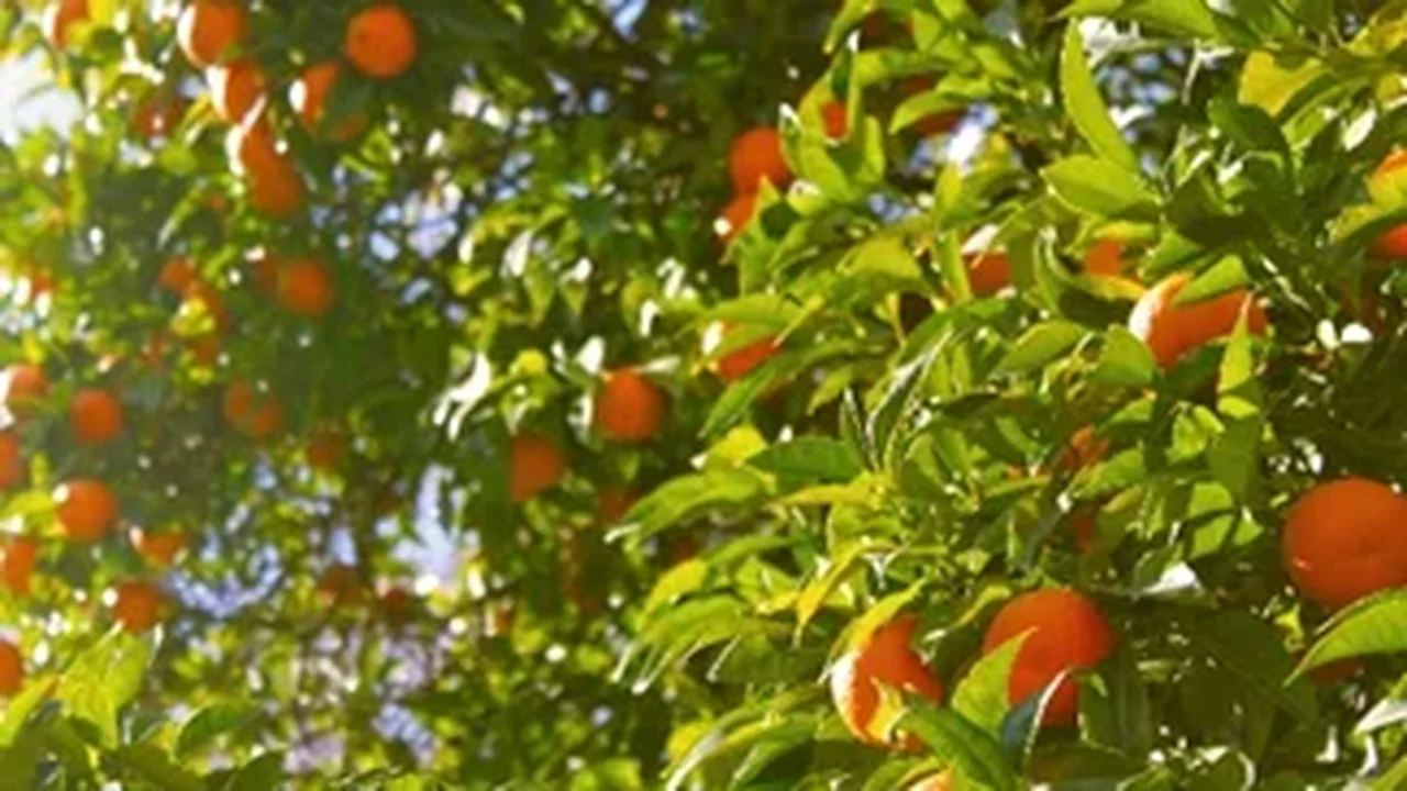 Greening avança nos laranjais e desafia a citricultura brasileira