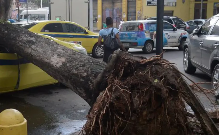 Árvore cai sobre carro no bairro Higienópolis; capital teve 70 quedas de árvores