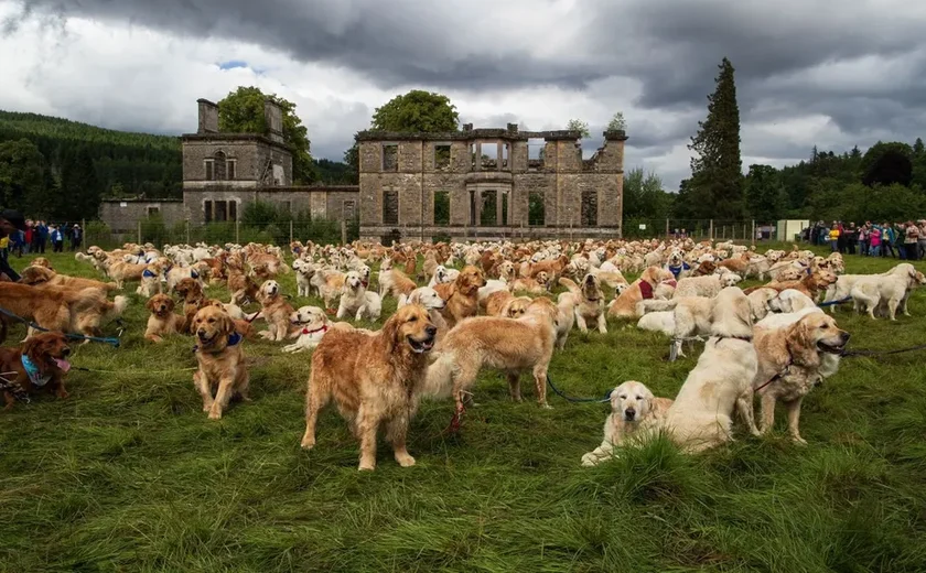 Que 101 dálmatas que nada: saiba o que 488 golden retrievers aprontaram juntos na Escócia