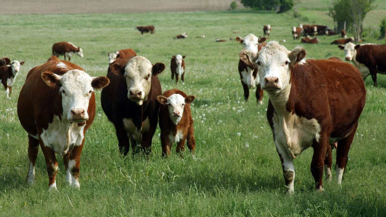 Pecuaristas gaúchos têm nova solução para combater os carrapatos