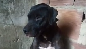 Cadela grávida fica assustada com fogos de artifícios e pare filhotes mortos em Lagarto; VÍDEO