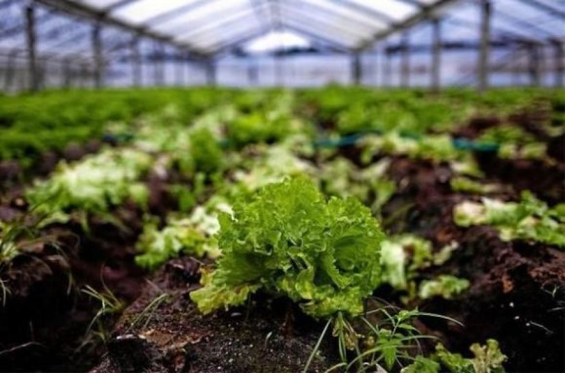 Emater prestará assistência técnica a agricultores atendidos pelo APL