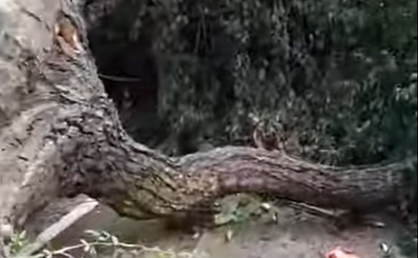 Árvore cai sobre Gari em Maceió