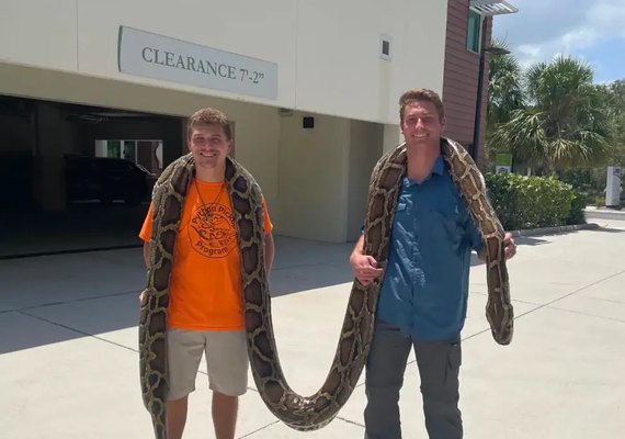 Evento para caçar e matar cobras gigantes anima turistas e promete prêmios na Flórida