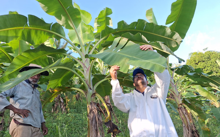 Força-tarefa busca focos da doença sigatoka em Alagoas