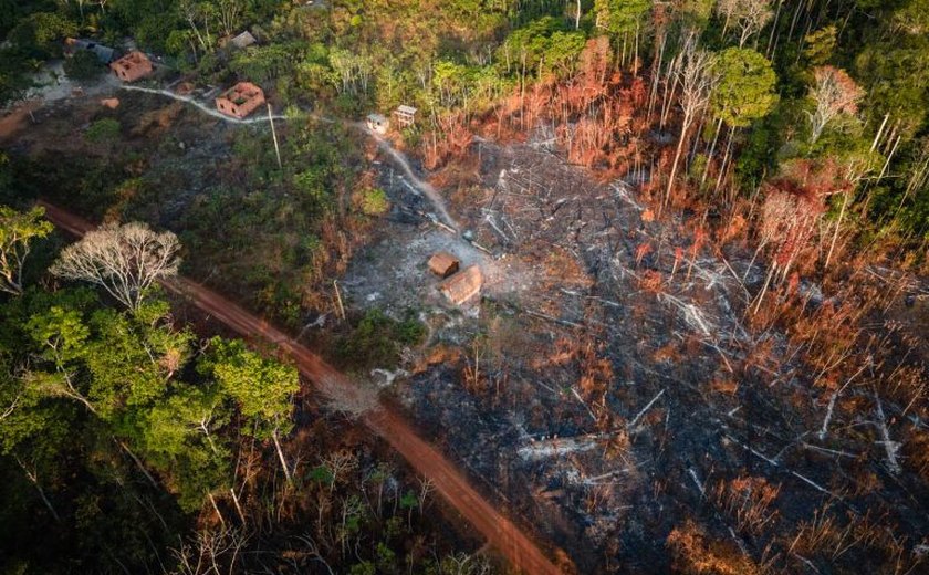 Juiz condena 3 desmatadores da Amazônia a reflorestar 150 hectares de terras devastadas