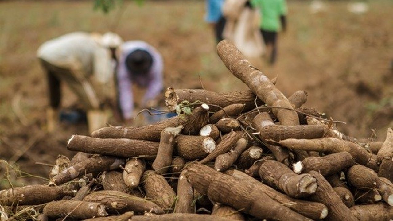 Polo Agroalimentar de Arapiraca está próximo de entrar em atividade