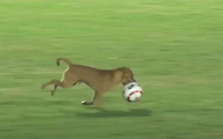 Cachorro invade o campo, rouba a bola e faz 'salseiro' no Campeonato Mexicano; vídeo