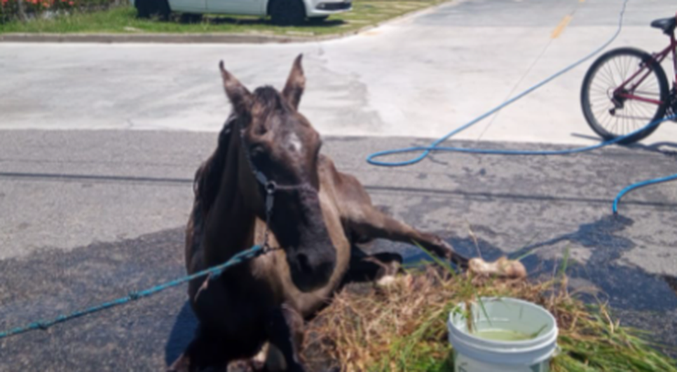 Cavalo debilitado com sinais de maus tratos é encontrado em acostamento da Rodovia SE-100 na Barra dos Coqueiros / Foto: Imagem cedida para a redação do Portal A8SE