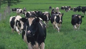 Animal contraiu doença em frigorífico do Mato Grosso / Getty Images