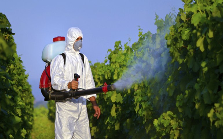 Uso de agrotóxicos em lavouras estão matando as abelhas no Brasil