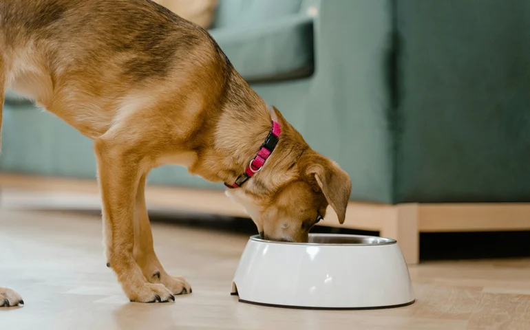 Nutrição sob medida orienta o futuro de cães e gatos