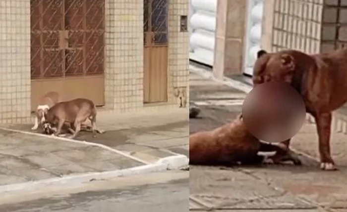 Ataque brutal: pitbulls matam cachorro em rua na Ponta Grossa Ataque brutal: pitbulls matam cachorro em rua na Ponta Grossa