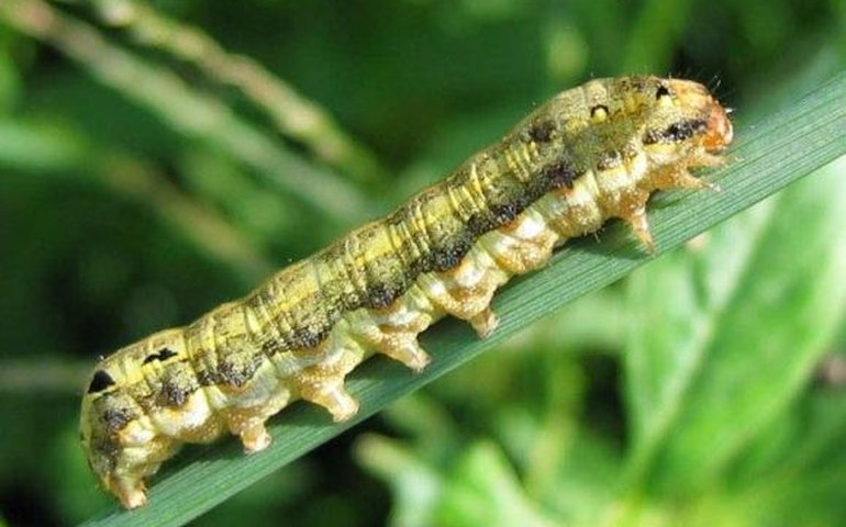 Combate à praga helicoverpa ganha nova estratégia em Alagoas