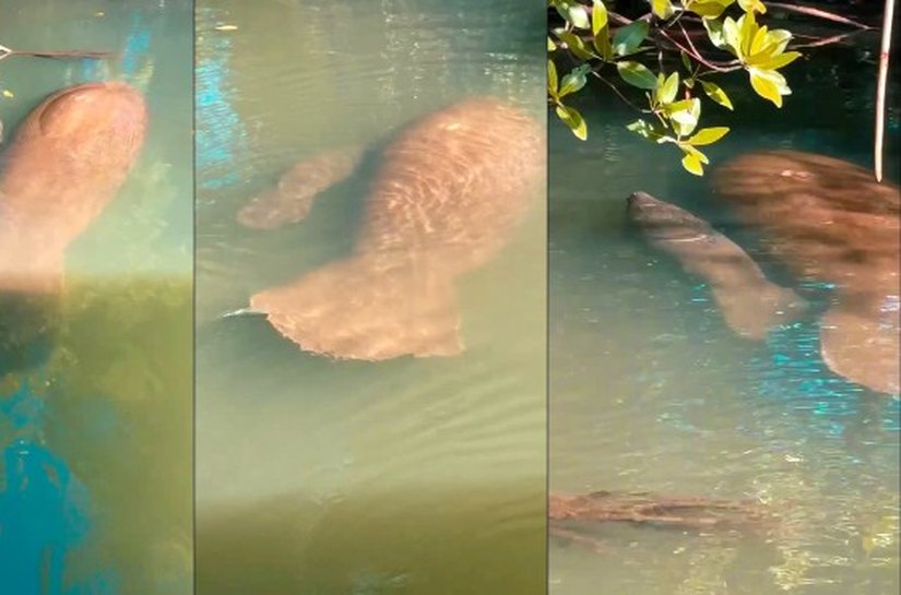 Rio Tatuamunha registra mais um nascimento de peixe-boi