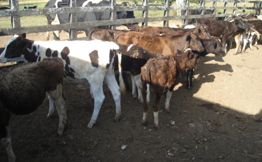 Vacinação contra brucelose em Alagoas começa em janeiro e segue até junho de 2026