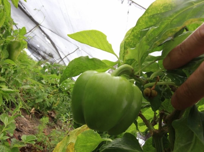 Interligar municípios para escoar produção do Canal do Sertão