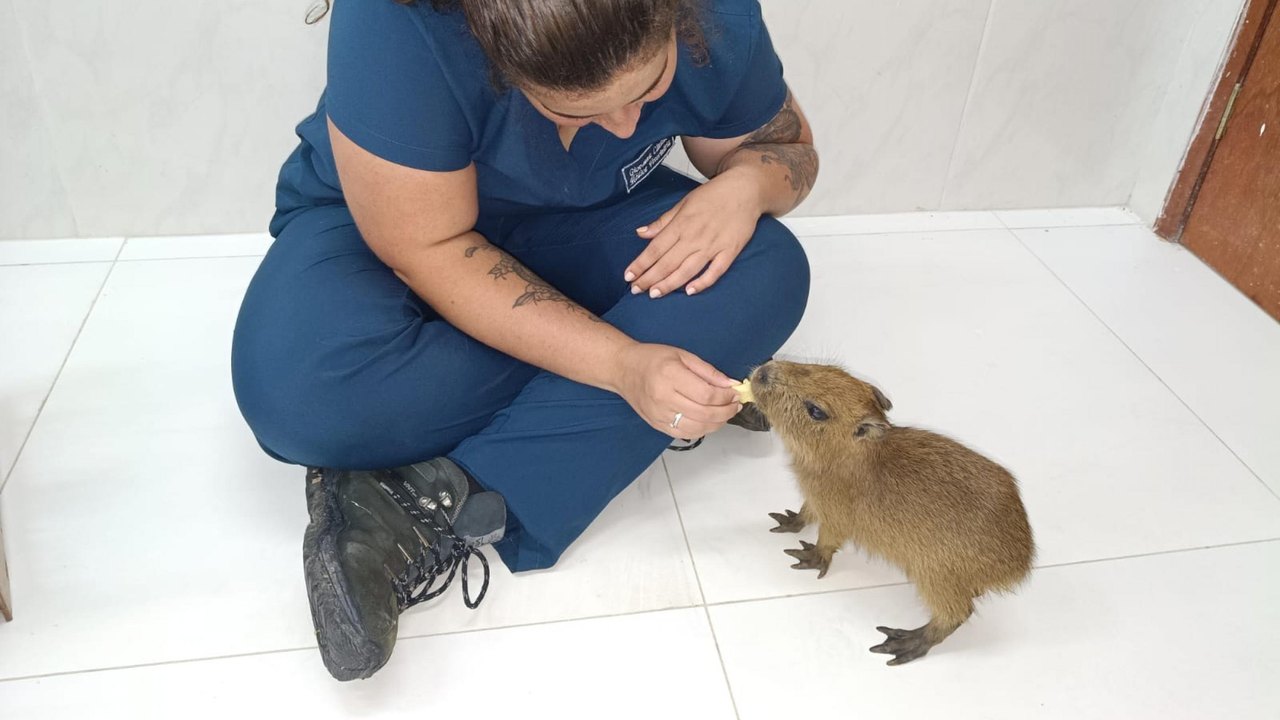 Filhote de capivara resgatado em Alagoas encontra novo lar em zoológico de Fortaleza