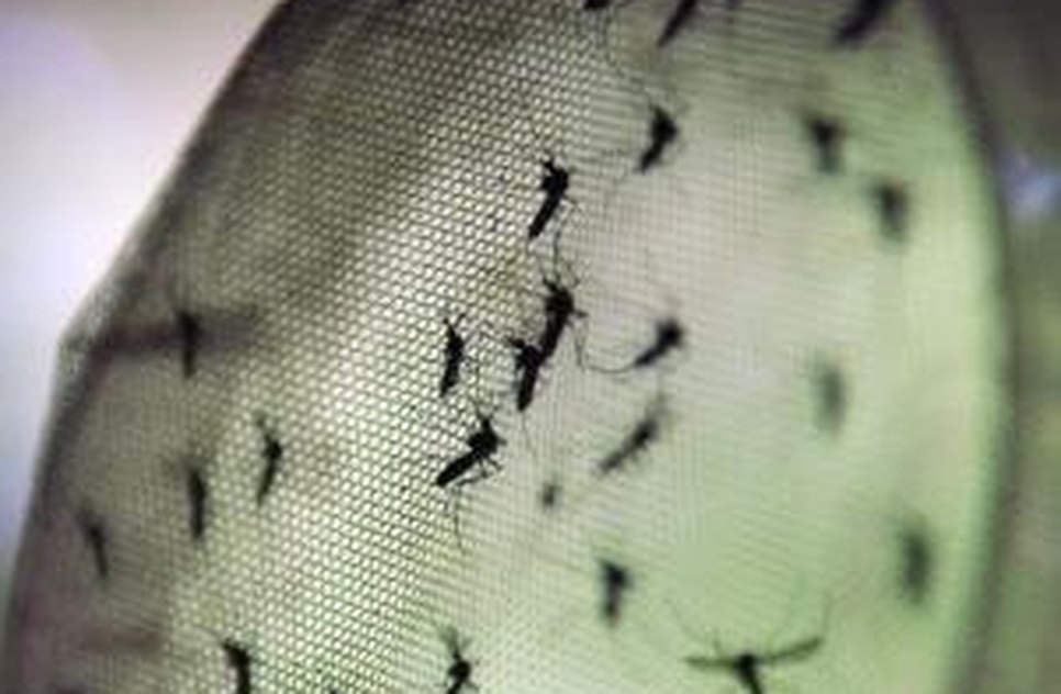 dengue.jpg