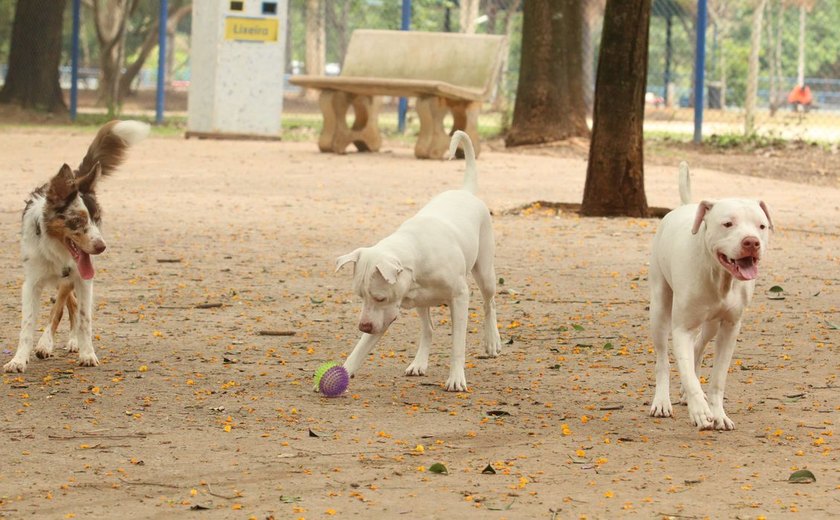 Manter animais em correntes passa a ser proibido em SP; veja regras